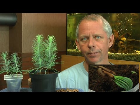 Video: Erfahre, wie man eine Linde aus Samen züchtet