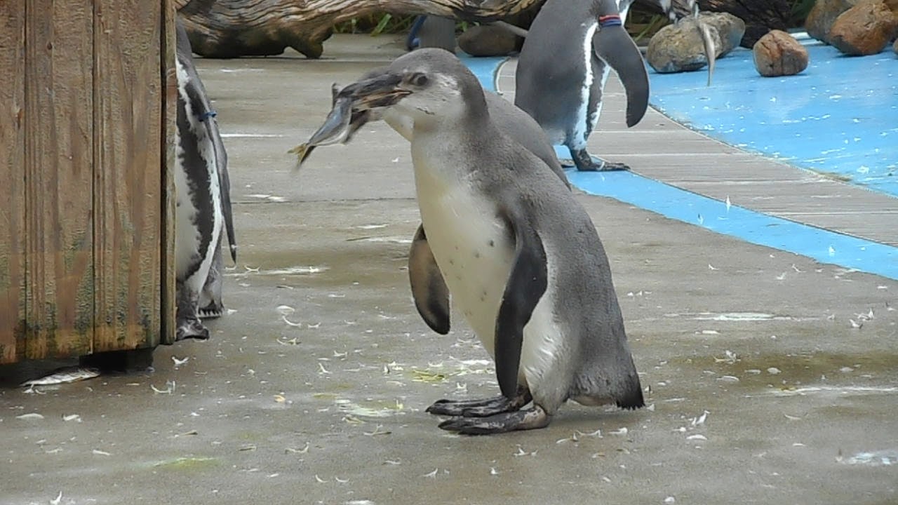 フンボルトペンギンのヒナ 自力で食べる 17 08 18 埼玉県こども動物自然公園 Saitamachildrenszoo Youtube