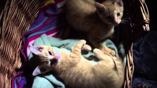 Brooks and Dunn - Available for Adoption by It's All About the Animals, Inc. 87 views 8 years ago 27 seconds