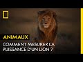 Les trois fondements de la puissance d&#39;un lion