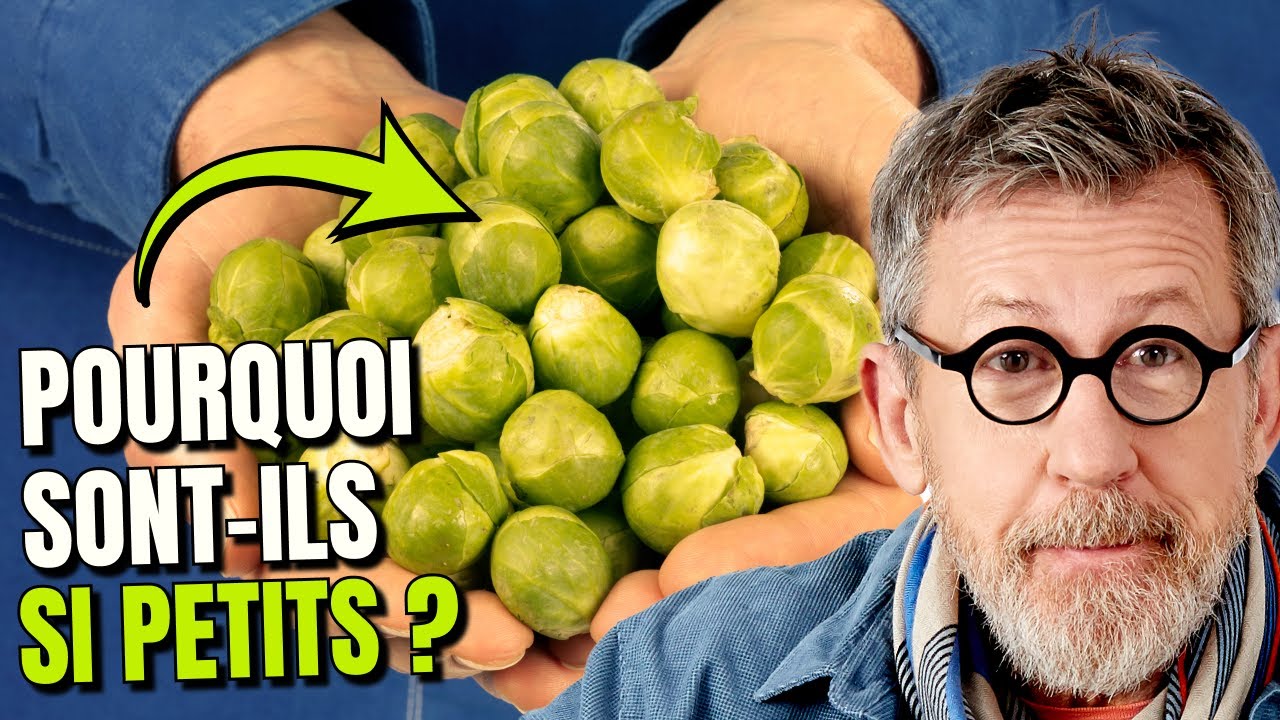 🥬 Chou de Bruxelles : pourquoi est-il si petit !? 🇧🇪