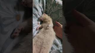 Jelly Bones, a Floppy ferret is a sleeping ferret