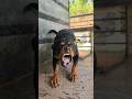 Angry dog barking viral dog rottweiler ytshorts trending