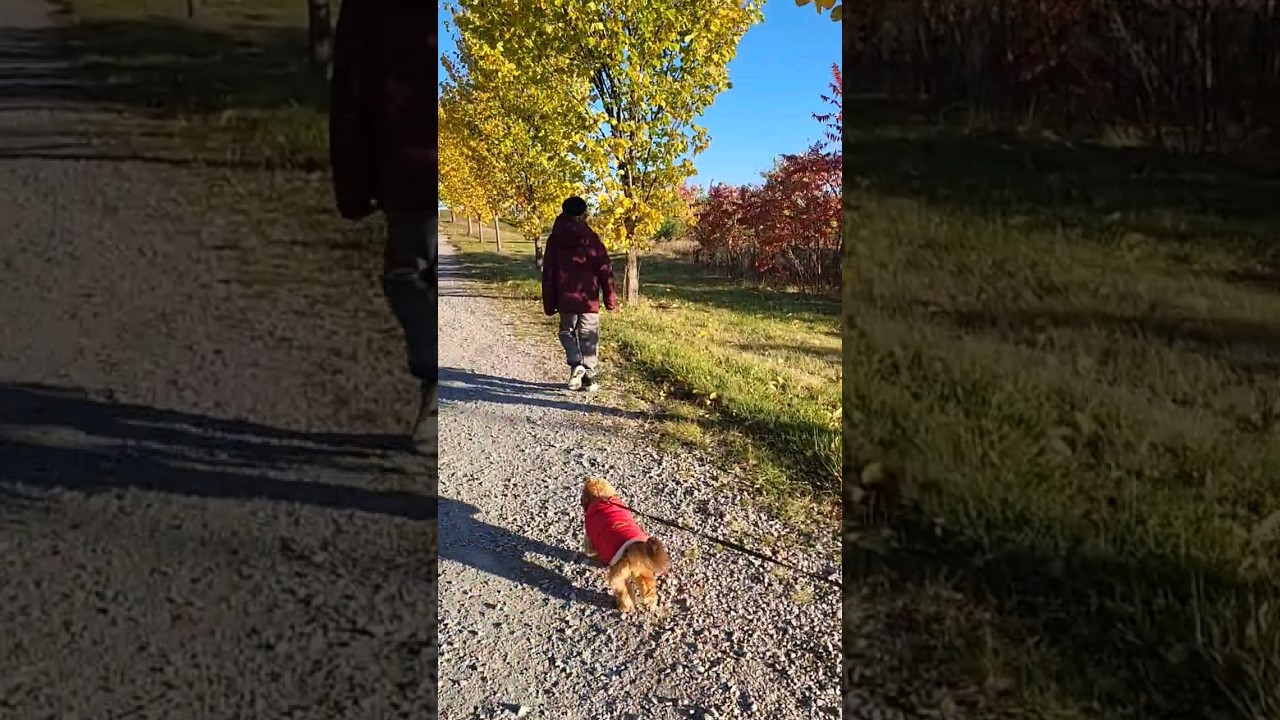 Afternoon Walk With My Dog dog puppy shorts YouTube Afternoon Walk With My Dog dog puppy shorts YouTube