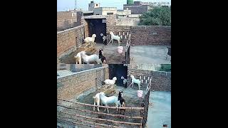#goat #comedy #bts #cartoon #zamzam #farm #trending #nurseryrhymes #kidsvideo #islamicvideo#viralmm