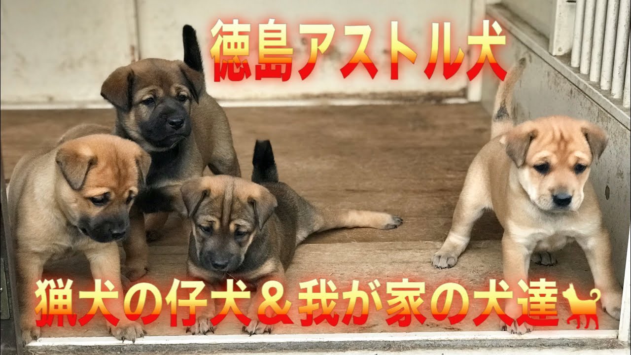 徳島アストル犬 猟犬の仔犬 生後28日齢 40日齢 Youtube