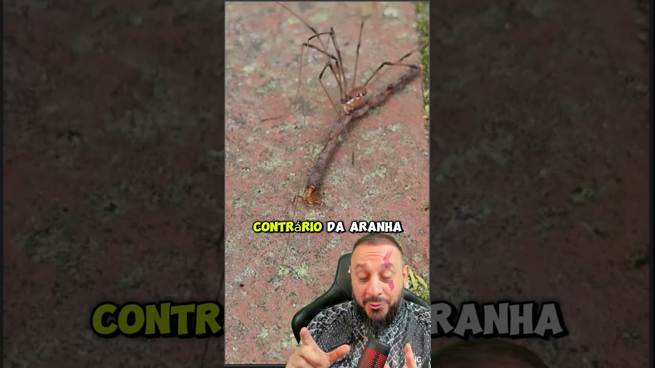 “Aranha” e formiga brigam pra ver quem devora minhoca