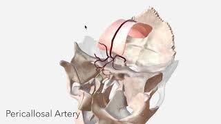 Anterior Cerebral Artery - Anatomy, Branches & Relations by About Medicine 10,646 views 3 years ago 6 minutes, 13 seconds