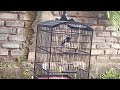 Suara burung Kacer dipagi hari