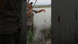 #Kedibalığı#youtubekeşfet#keşfedüş#Oltacılar#Balıkavı#Catfish#youtubeexplore#explorefall#