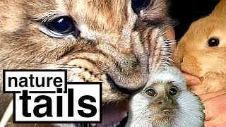 Animal Park | Wild Life Documentary | Season 6 Episode 1 | Nature Tails