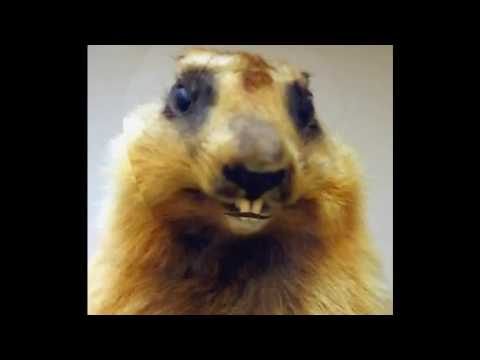 sonnerie marmotte sonnerie marmotte