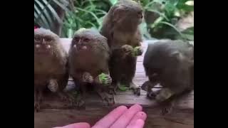 Marmosets are the smallest monkeys in the world./Мармозетки — самые маленькие в мире обезьяны.