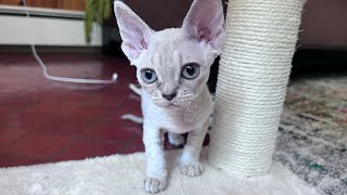 Devon Rex Kitten (Isla) by Yoko Kat 834 views 1 year ago 53 seconds