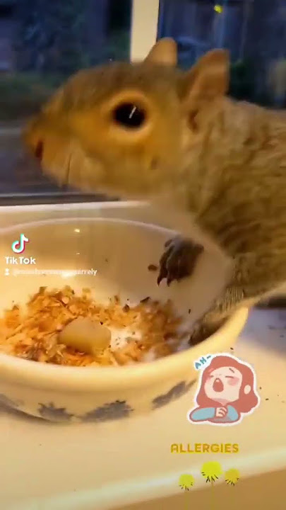 I sneezed and look what the squirrel does 😭🐿️ #funnyshorts