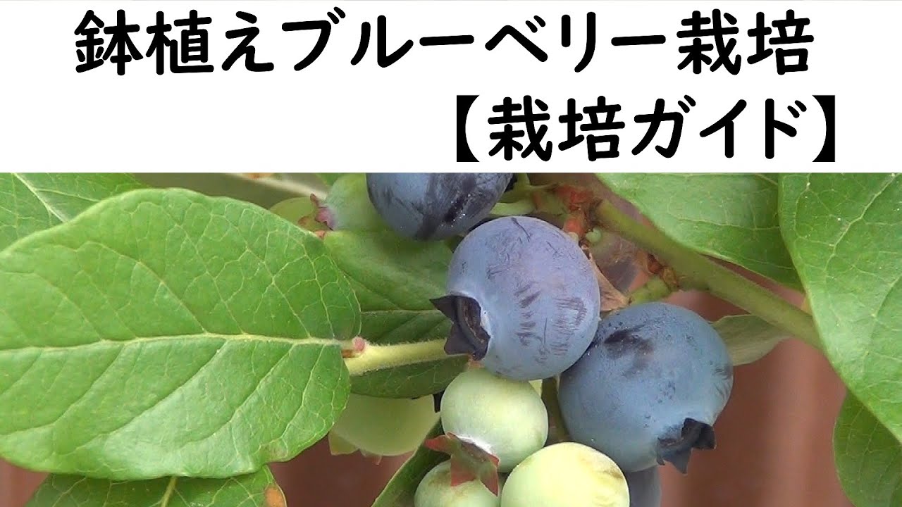 鉢植えブルーベリー栽培　【栽培ガイド】