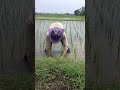 #cabaihijau #agriculture #farming #cabeunggul #farm #automobile #pertanian #sawah #petani #shorts