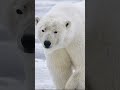 Orangutan vs Jaguar vs Tiger Shark vs Polar Bear | @patrickbell7035