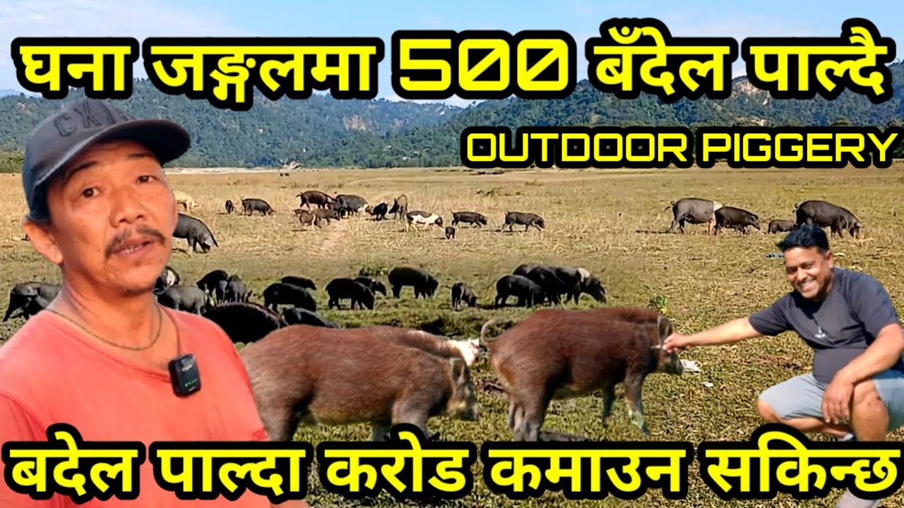 करिब 500 बँदेल जङ्गलमा छोडेर पाल्ने तारा दाइ OUTDOOR PIGGERY