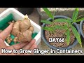 화분에 생강 키우기♥ㅣHow to Grow Ginger in Containers