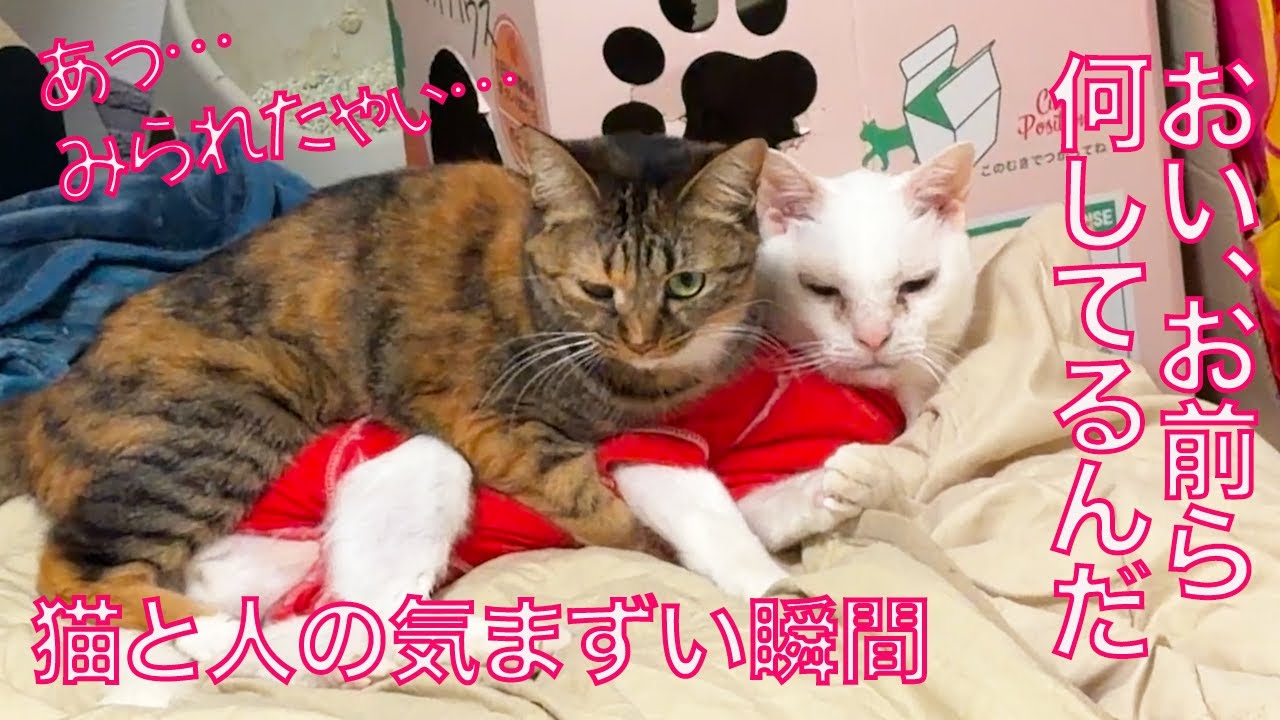 愛され娘猫、気まずい所を見つかる　My wheat-kitty's affection