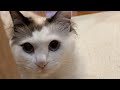 自分だけ散歩に連れてもらえない猫がスネてしまった