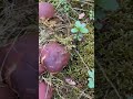 A beautiful porcini mushrooms #porcini #wildmushrooms #nature #boletus #youtubeshorts #shorts #fungi