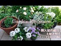【ガーデニング】夏に向けての購入苗の紹介と植え付け🌼2回目の【ペチュニアの摘心】