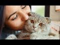 Cats and Owners are Best Friends Compilation NEW