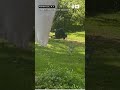 Bear on a swing