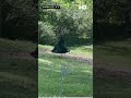 Bear on a swing