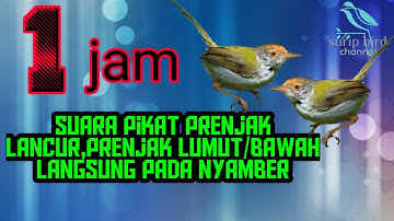 1JAM SUARA PIKAT PRENJAK LANCUR/LUMUT/BAWAH LANGSUNG PADA NYAMBER