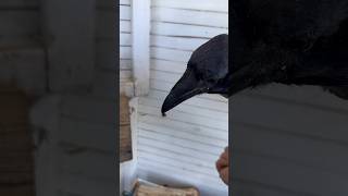 #воронгоша #raven #spider