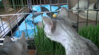 Thai kittens (Traditional Siamese / old-style Siamese) 2014, 3 weeks old. by CatteryAsenka 328 views 9 years ago 5 minutes, 38 seconds