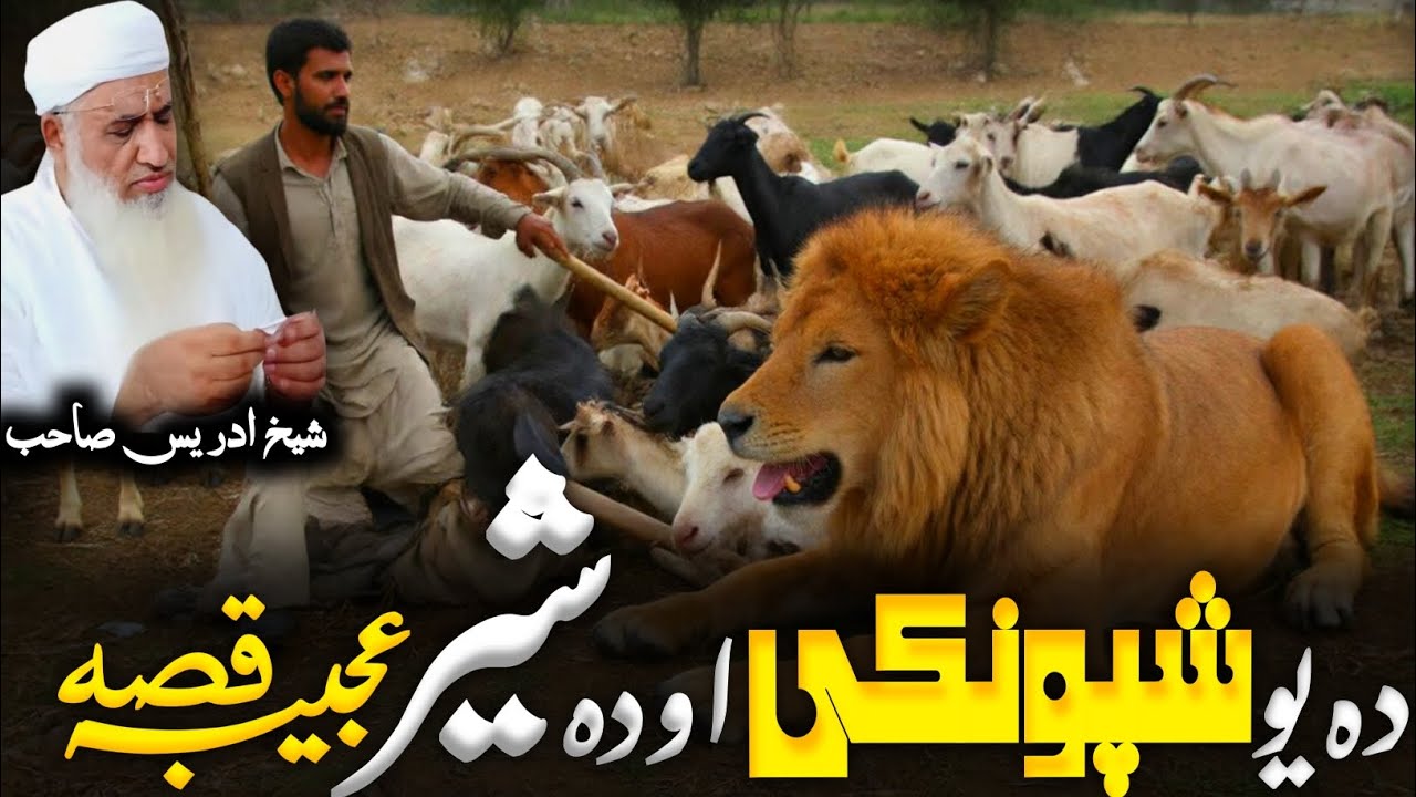 Pashto Bayan/دہ یو شپونکی او دہ شیر عجیبہ قصہ Maulana Muhammad Idrees sahib Bayan/