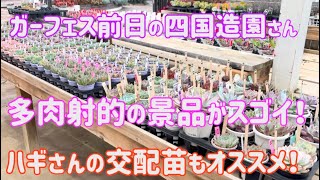 [Succulents] The prizes for the succulent shooting game are amazing❗️ Shikoku Zoen the day before...
