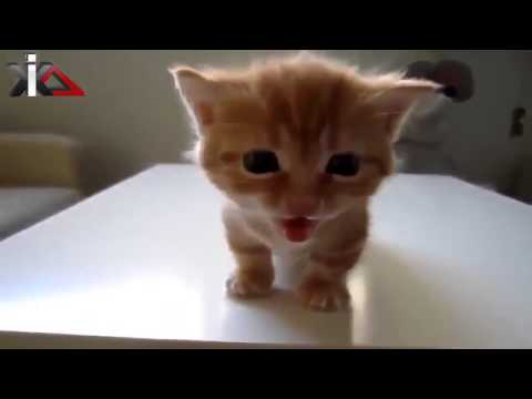 new-funny-cats-meowing-compilation-2014-new-hd-:-best-funny-video