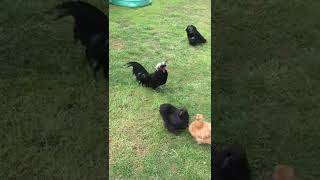 Backyard Mixed Flock and keeping multiple roosters in a flock.