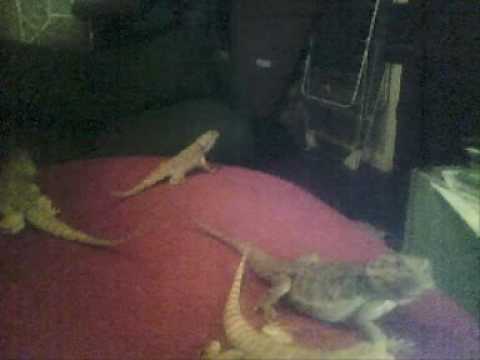 Bearded Dragon Frantically Head Bobbing