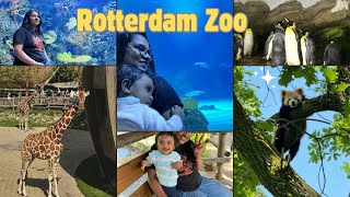 Rotterdam Zoo! Just mind blowing experience! #zoo #netherlands #penguin #rotterdam #animals #ocean