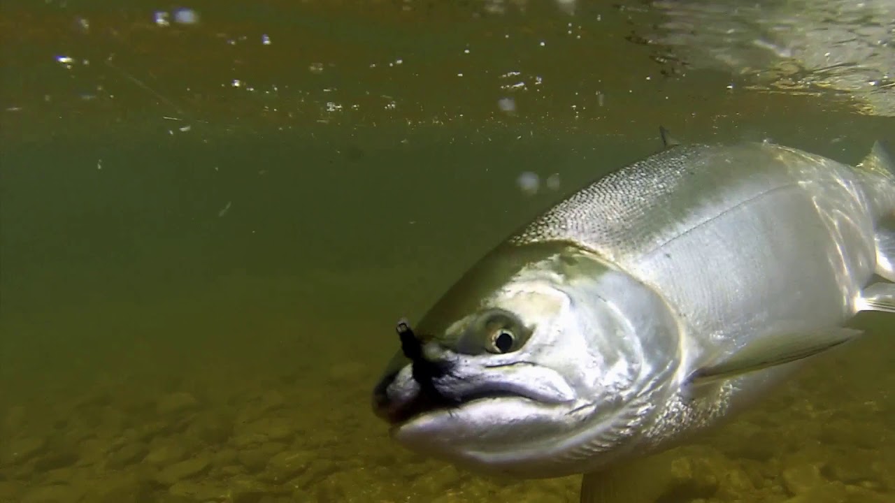 KOLA SALMON Стреляющая головка Scandinavian ST