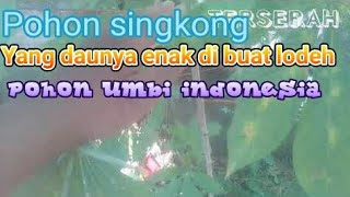 Pohon singkong yang daunya enak di masak lodeh pohon umbi indonesia