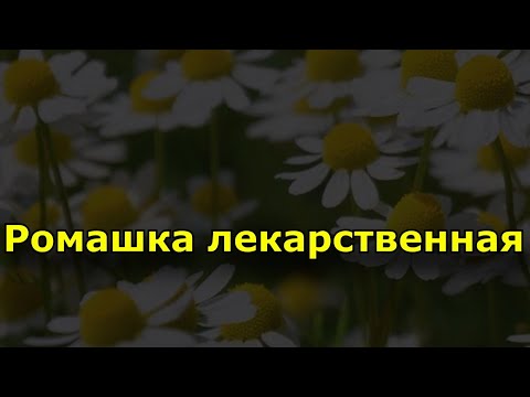 Ромашка лекарственная. Состав ромашки и применение.