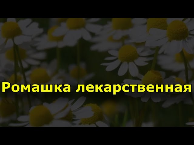 Ромашка лекарственная. Состав ромашки и применение.