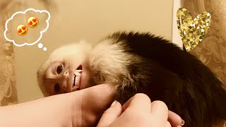Capuchin Monkey Flirts, Smiles and Talks!!!