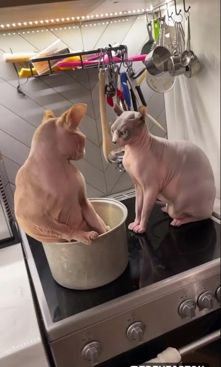 Sphynx Cat Slapped Off Stovetop || ViralHog