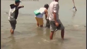 Cá Heo mắc cạn ở biển Vũng Tàu (Tin Hot)