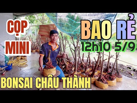 Video 5/9 Giàu mai vàng bán xả lô phôi 