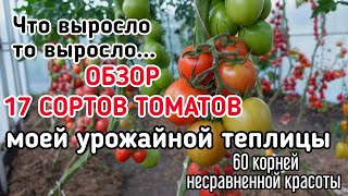 Оцениваем 17 гибридов и выбираем САМЫЕ ЛУЧШИЕ И УРОЖАЙНЫЕ. Обычный огородник с необычным урожаем.