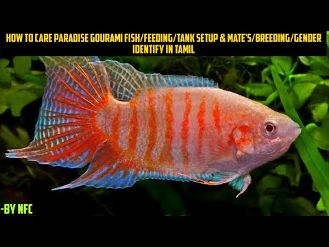 فيديو: هل يمكن لجوراميس العيش مع السمكة الذهبية؟